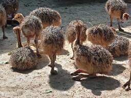 Ostrich Chicks supply