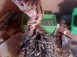 Ostrich for sale - photo 3