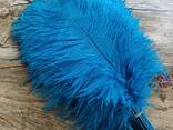Ostrich feathers for sale - photo 2