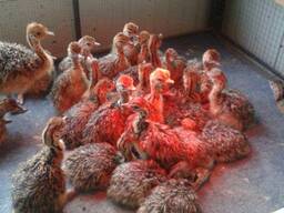 Available Ostrich