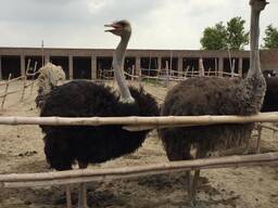 Cheap Ostrich