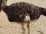 Ostrich for sale - photo 2