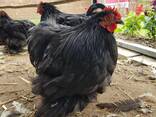 Pekin Bantam chickens for sale - photo 1