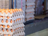 Pekin bantams mixed sex flock for sale - photo 1