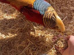 Pheasants for Sale