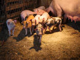 Pig Feed For Sale - photo 1