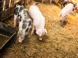 Pig Feed For Sale - photo 2