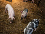 Pig Feed For Sale - photo 3