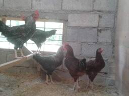 Ply Mouth Rock Chickens stock