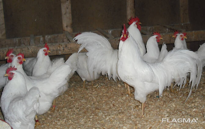 Plymouth Layers Rock chickens for sale