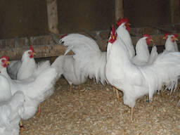 Plymouth Layers Rock chickens for sale