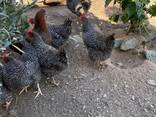 Plymouth Rock chickens - photo 1