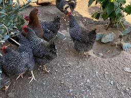 Plymouth Rock chickens