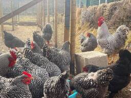 Plymouth Rock Chickens for Sale