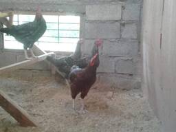 Plymouth Rock Chickens for Sale