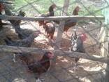 Plymouth Rock Chickens for Sale - photo 3