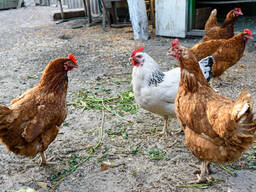 ! Point of Lay Chickens for sale Amberlink Silver Hens for sale