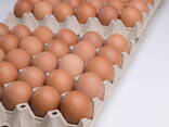 ! Point of Lay Chickens for sale Amberlink Silver Hens for sale - photo 3
