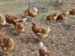 Point-of-Lay Hens (17–21 Weeks) Available At Affordable Price - photo 2