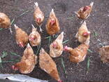 Point-of-Lay Hens (17–21 Weeks) Available At Affordable Price - photo 3