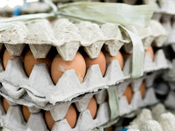 POINT OF LAY HENS
