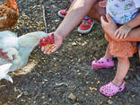 POINT OF LAY HENS - photo 3