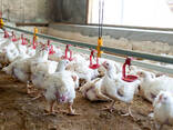 White Leghorn for sale - photo 2