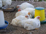 White Leghorn for sale - photo 3
