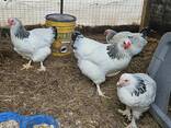 Point of laying hens and fertile eggs - photo 2