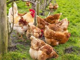 Purebred Barred Plymouth Rock