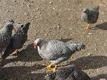 Hatching Eggs and Chicks Of Guinea Fowls For Sale - photo 1