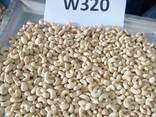 Raw cashew and other nuts for sale - photo 5