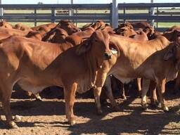Red Brahman cattle South Africa