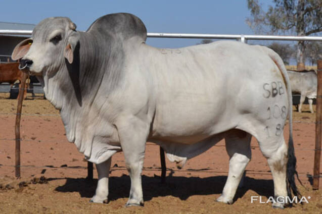 Cattle goats and sheep for sale