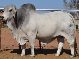 Brahman cattle for sale