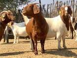 Red Kalahari goats for sale - photo 2