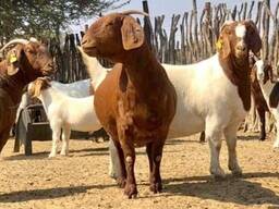 Kalahari goats and Boer goats