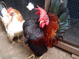 Serama chickens for sale