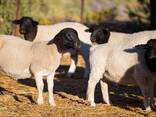 Dorper sheep live sheep - photo 1