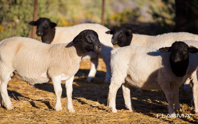 Dorper sheep live sheep