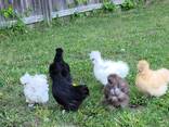 Silkie Chickens for Sale - photo 1