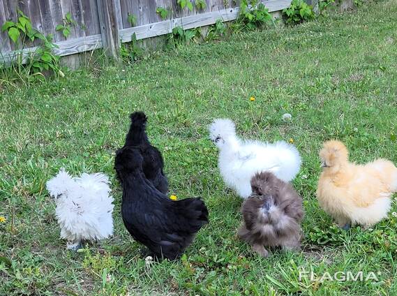 Silkie Chickens for Sale