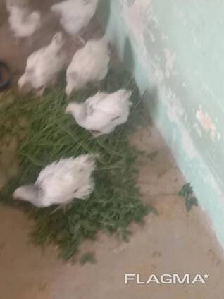 Sussex chickens for sale