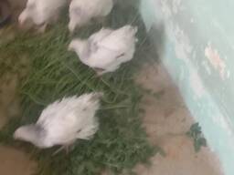 Sussex chickens for sale