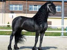 Sweet Friesian horse for sale