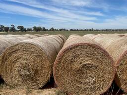 Tall Fescue Hay for Sale