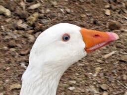 Tolouse and sebersterol goose for sale