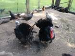 Turkey chicks and fertile eggs - photo 5