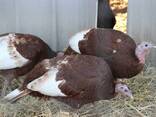 Turkey chicks and fertile eggs - photo 6