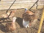 Turkey chicks and fertile eggs - photo 8